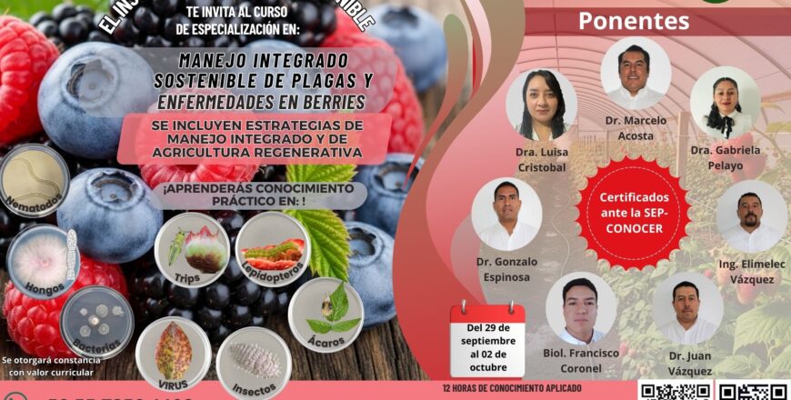 Copia de Copia de aguacate (5).jpg